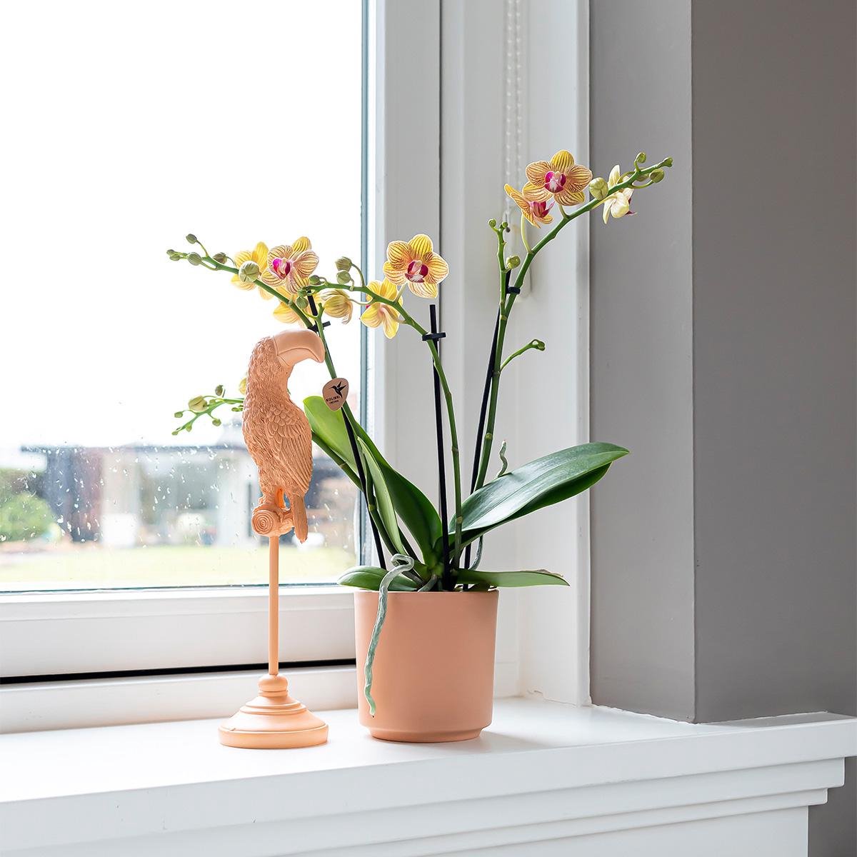 Tukan-Statue auf Fuß – Pfirsichfarbe – 30 cm