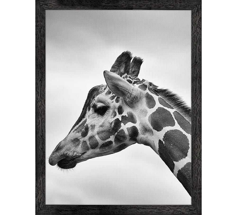 Giraffe Kop Poster met Lijst – Zwart-Wit (30×37,5 cm)
