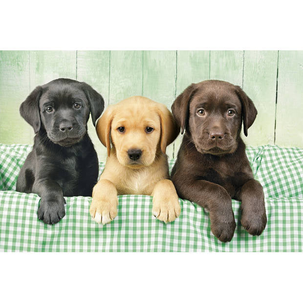Labrador-Welpen-Puzzle – Clementoni 1000 Teile