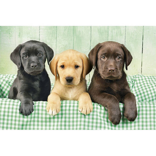 Puzzel Labrador Puppies – Clementoni 1000 Stukjes