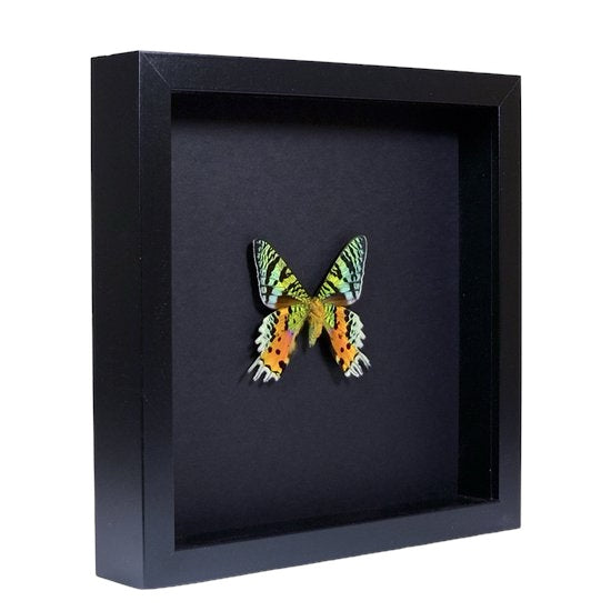 Authentieke Urania ripheus vlinder in zwarte lijst – kleurrijke natuurdecoratie