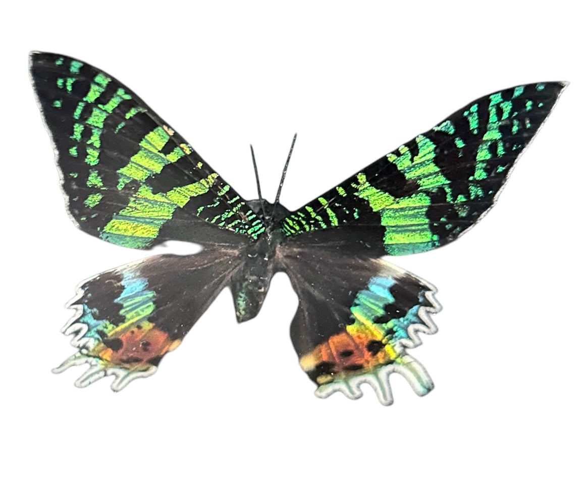 Urania Ripheus Vlinder in Zwarte Lijst – Madagaskar Exotica