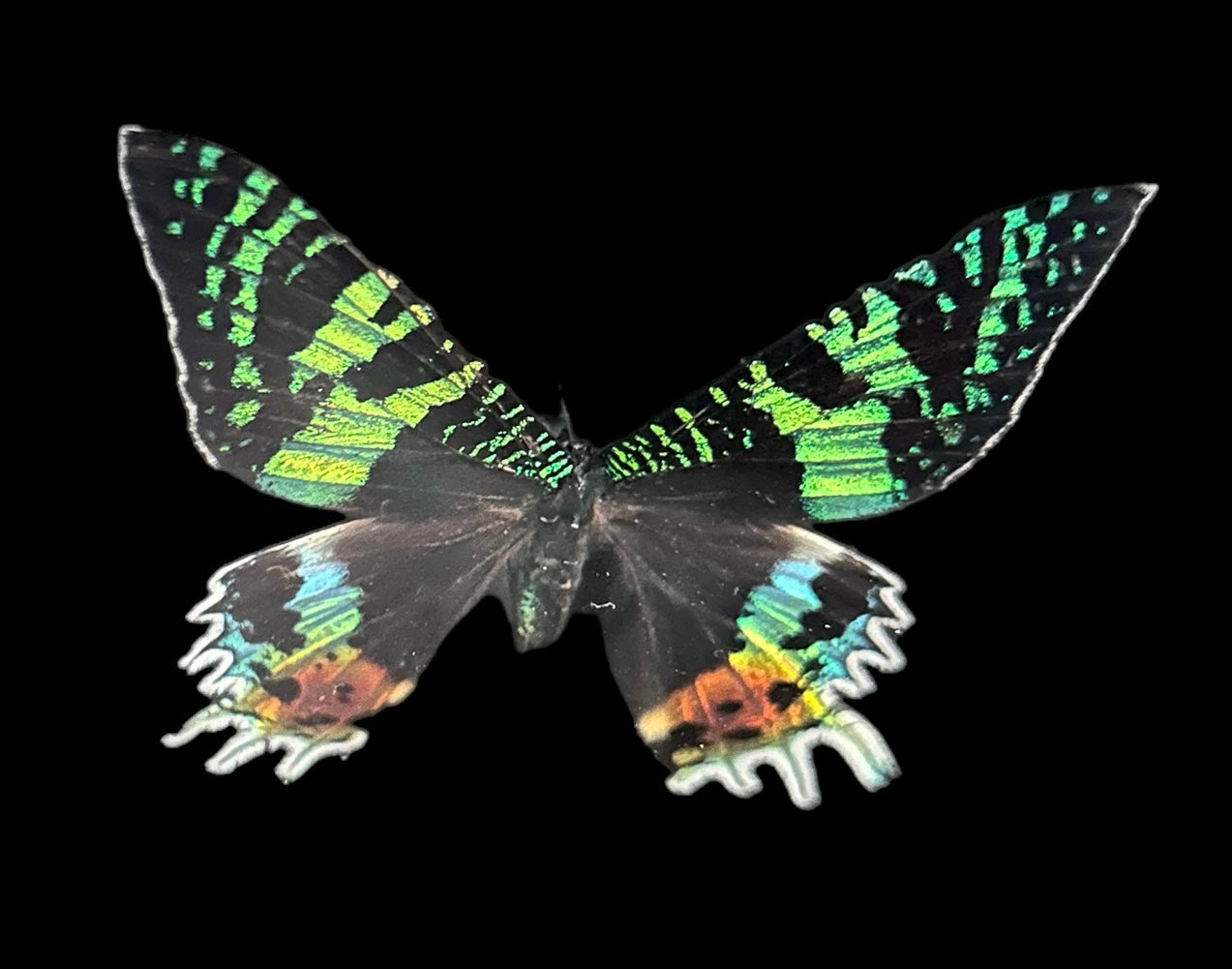 Urania Ripheus Vlinder in Zwarte Lijst – Madagaskar Exotica