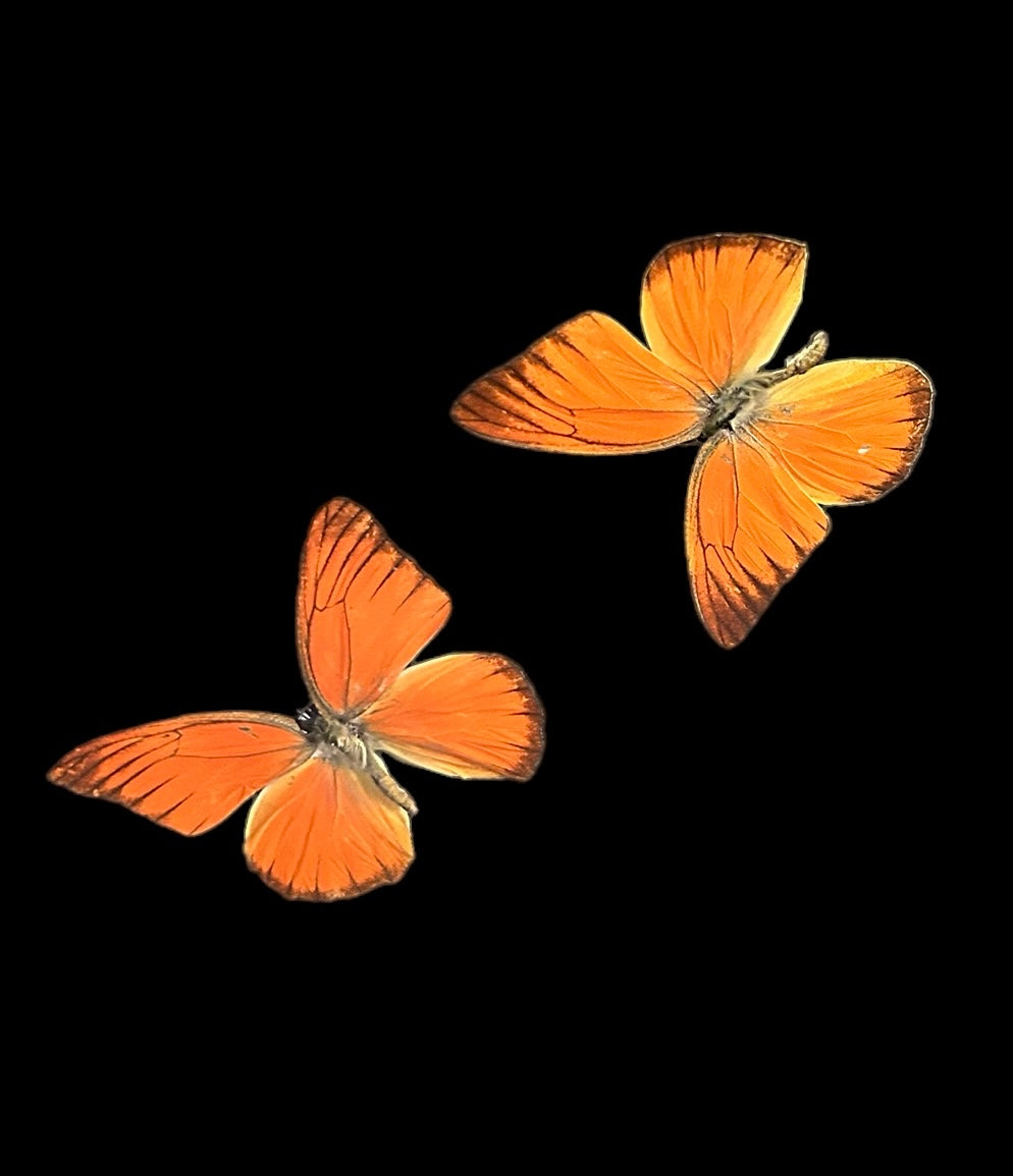 Opgezette Appias Nero Vlinder in Zwarte Lijst – Exotic Naturalia