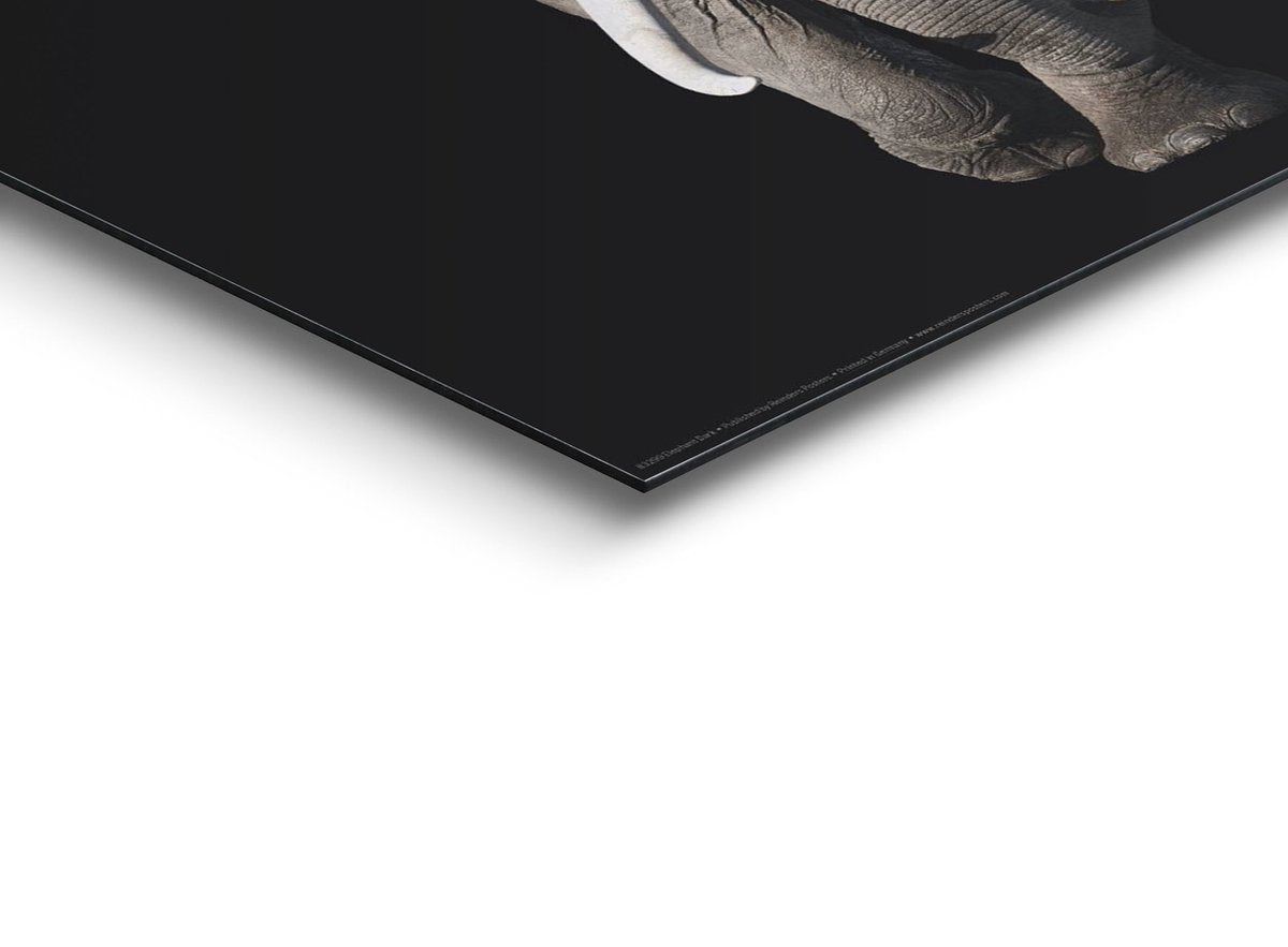 Wanddecoratie Poster Olifant – MDF – 30x30 cm