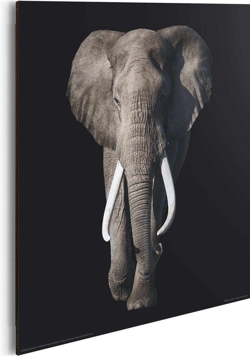 Wanddecoratie Poster Olifant – MDF – 30x30 cm