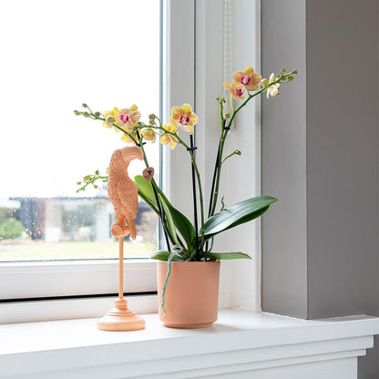 Tukan-Statue auf Fuß – Pfirsichfarbe – 30 cm