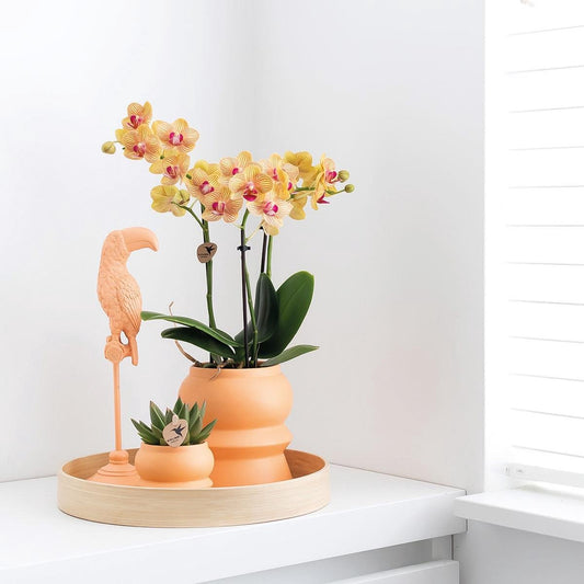 peach kleurige toekan op een stokje-dierenbeeld