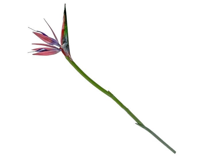 Kunstzweig Paradiesvogel / Strelitzia Rosa-Lila – 74 cm