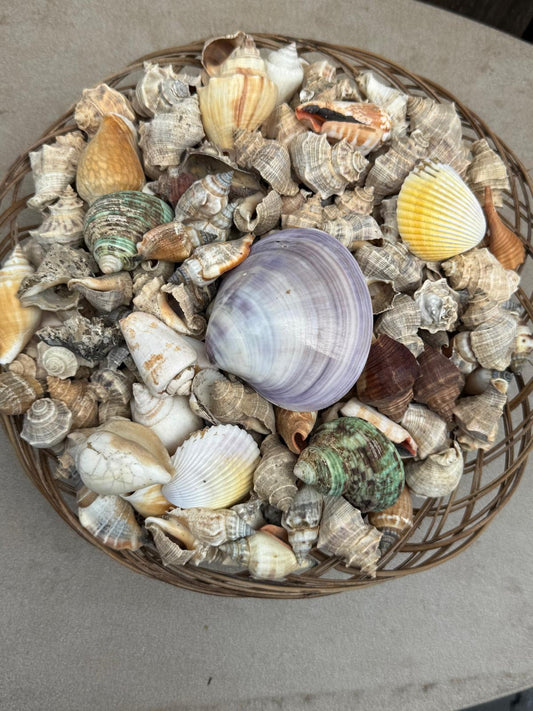 Handgemaakte Piring schelpenschaal gevuld met diverse natuurlijke schelpen 25 cm