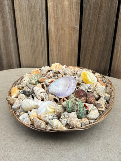 Handgemaakte Piring Schelpenschaal Bali – Natuurlijke Schelpen – 25 cm