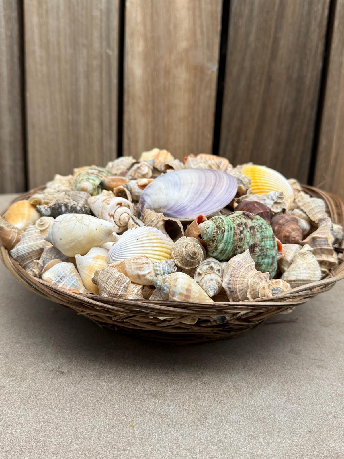 Handgemaakte Piring Schelpenschaal Bali – Natuurlijke Schelpen – 25 cm