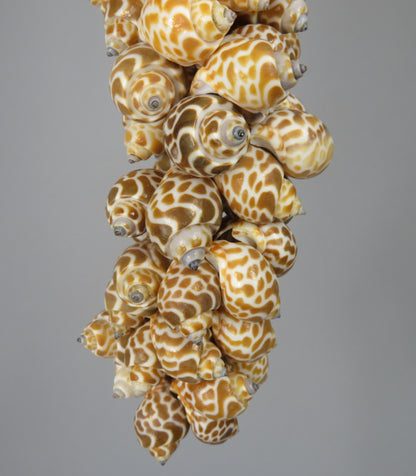 Klonong Macan – schelpenhanger bruin-wit uit Indonesië – 40 cm