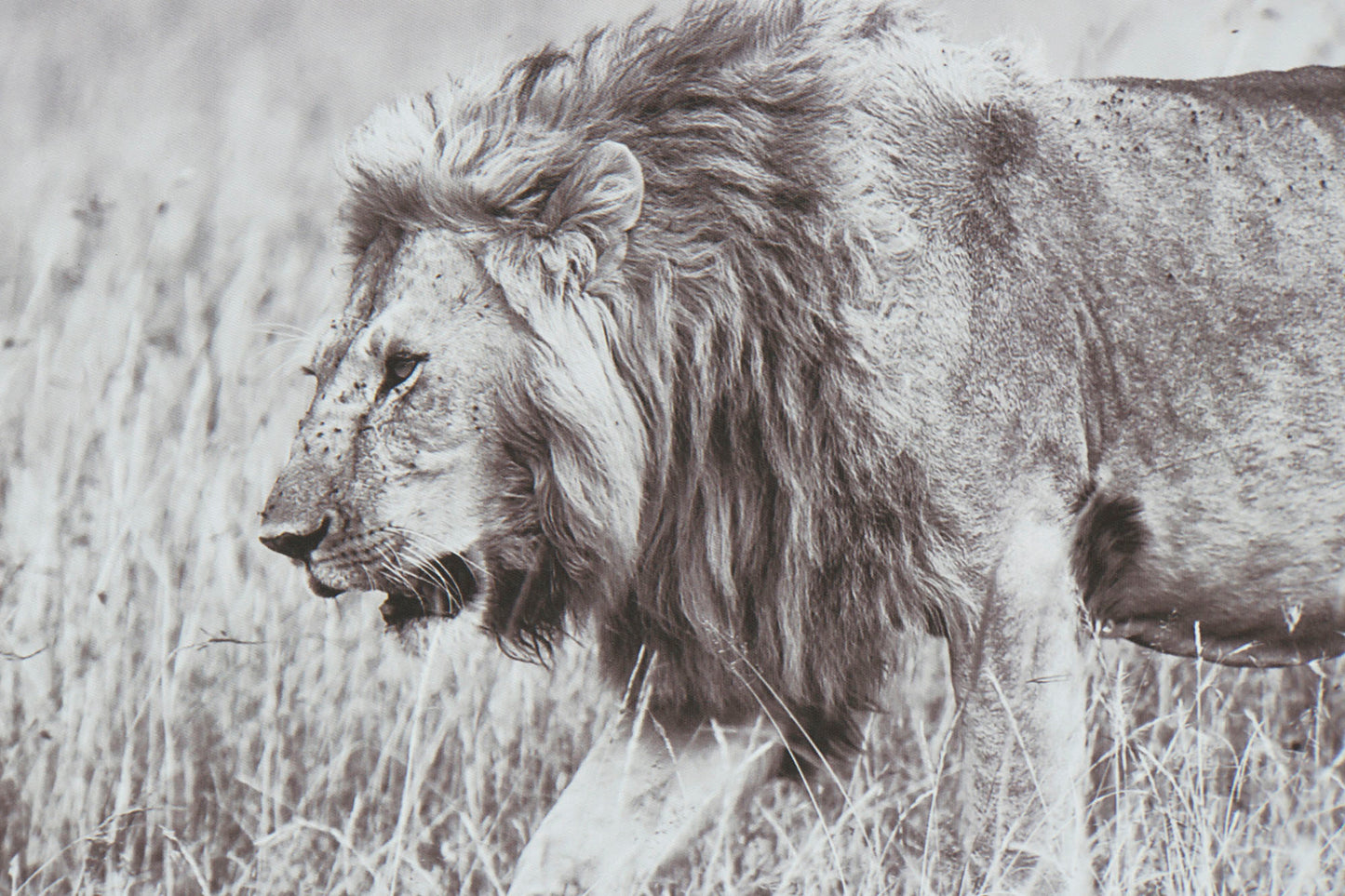 Set Ingelijste Canvas Safari Dieren – Zwart-Wit – 92,5 x 32 cm – Leeuw, Luipaard & Jachtluipaard in Stijl