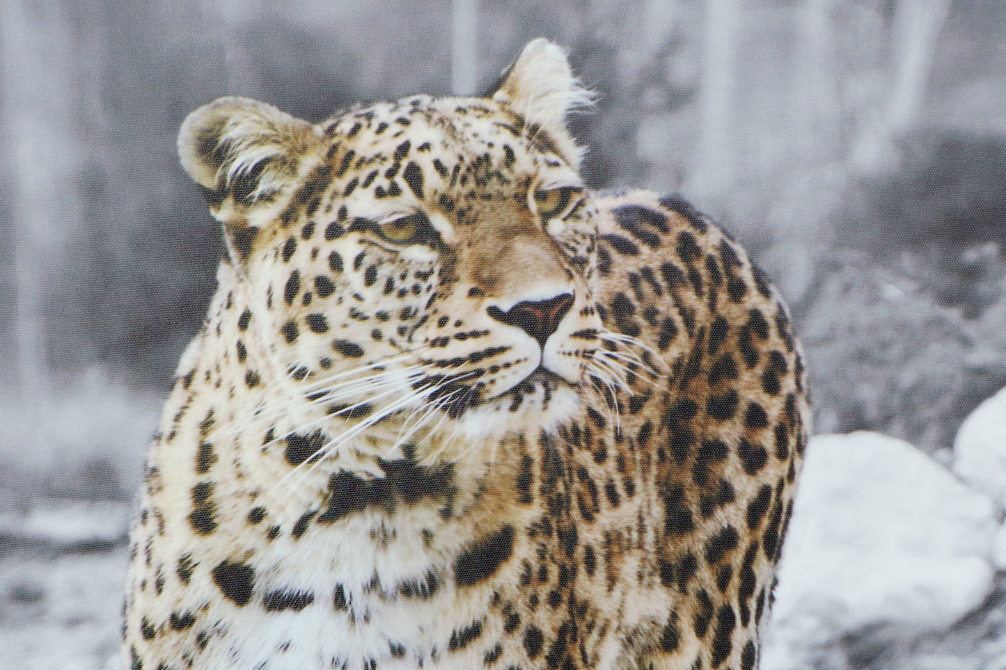 Canvas Wall Decoration Leopard – Set of 4 – 70 cm High – Jungle Chic