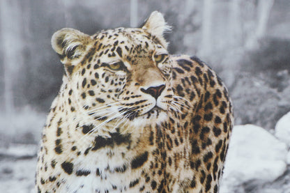 Canvas Wall Decoration Leopard – Set of 4 – 70 cm High – Jungle Chic