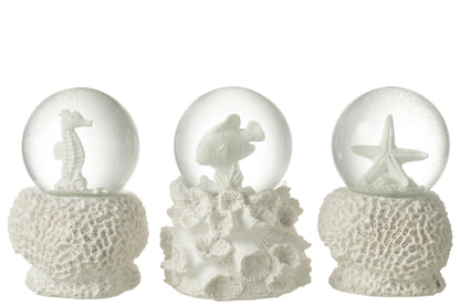 Witte Waterbal Zee – Sneeuwbol Zeepaard, Vis of Zeester