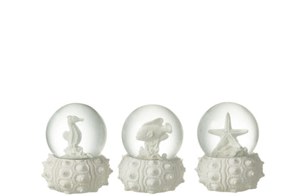 Witte Waterbal Zee – Sneeuwbol Zeepaard, Vis of Zeester